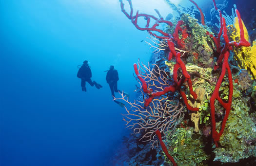 Buceo en Fernando de Noronha